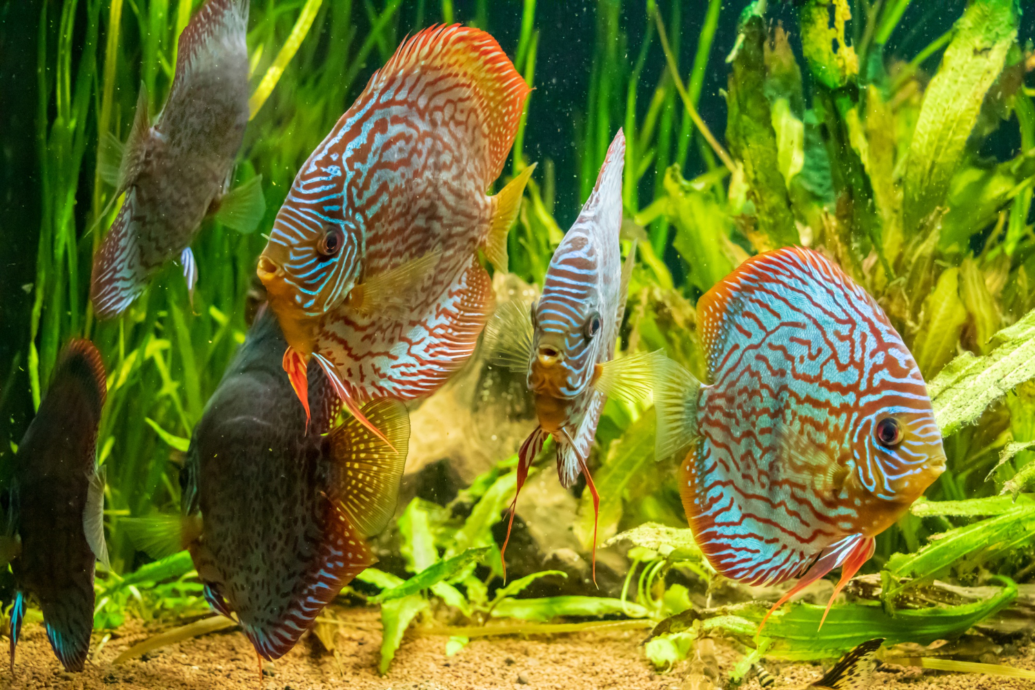 Prekrasan akvarij s diskusima (Symphysodon) u čistoj, uređenoj vodi – ZooHistria primjer vrhunske akvaristike.