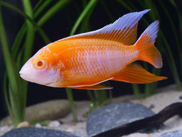 AULONOCARA ALBINO EUREKA