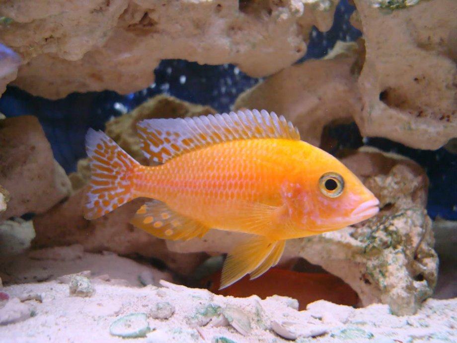 AULONOCARA SP. FIRE FISH