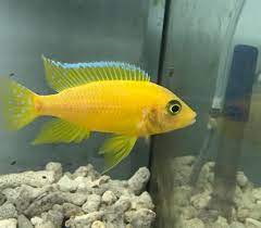 AULONOCARA SP. SAFRAN