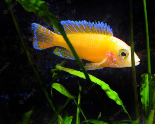 AULONOCARA SP. GOLD