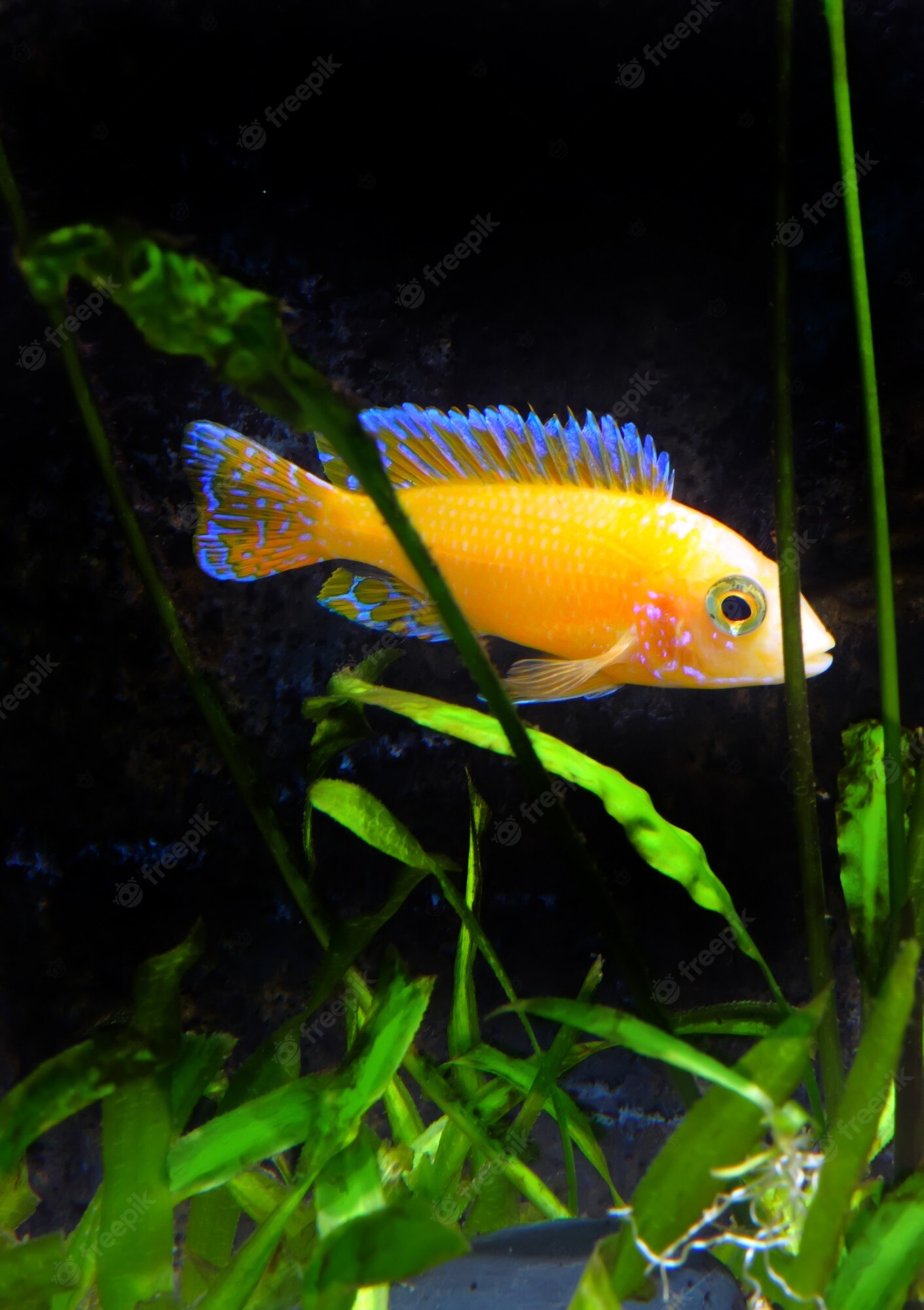 AULONOCARA SP. GOLD