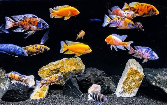 Akvarijske ribice