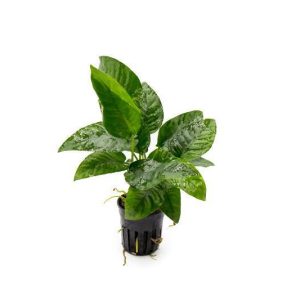 Anubias Barteri striped