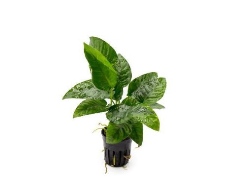 Anubias Barteri striped