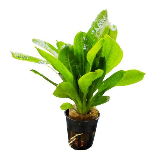 Echinodorus Tropica