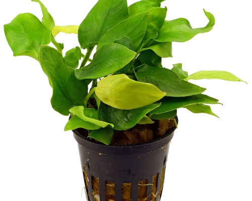 Anubias Nana golden