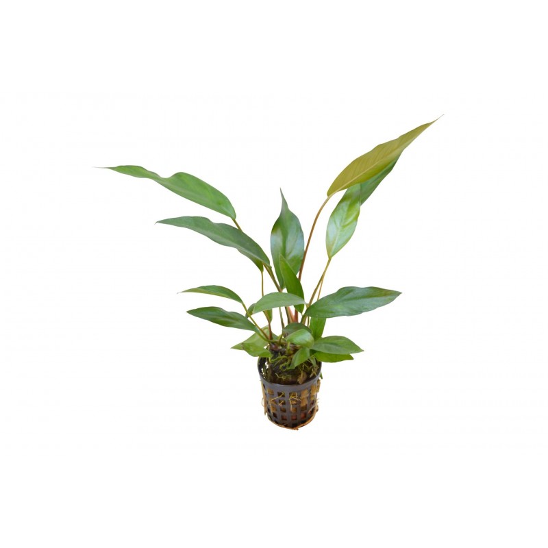 Anubias Lanceolata