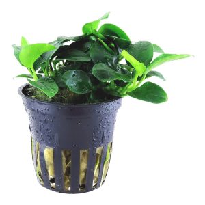 Anubias Nana petite