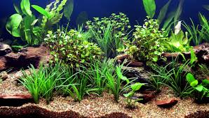 Akvarijske biljke