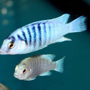 Labidocromis Chisumulae
