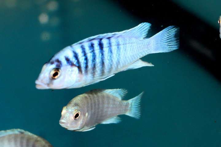 Labidocromis Chisumulae