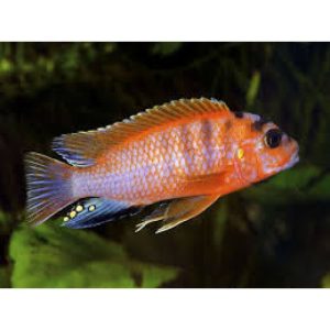 Labidocromis Hongi Orange