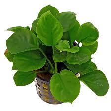 Anubias Barteri var nana