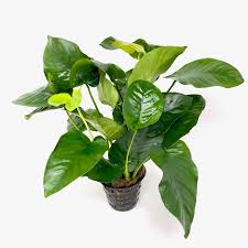 Anubias Barteri var broad leaf