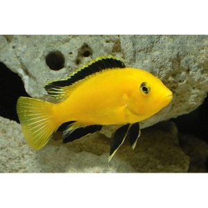 Labidocromis Carleus
