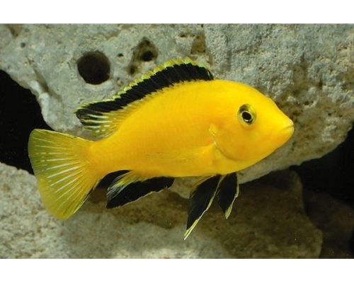 Labidocromis Carleus