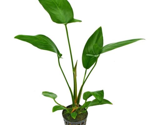 Anubias Hastifolia