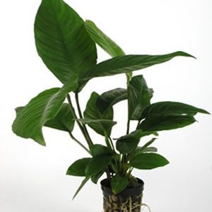 Anubias Heterophylla