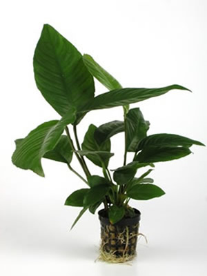 Anubias Heterophylla