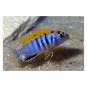 Labidocromis Hongi