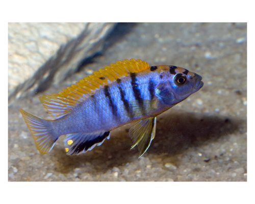 Labidocromis Hongi