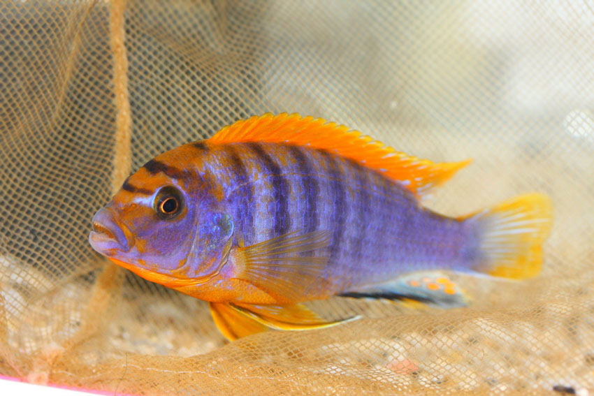 Labidocromis Hongi Sweden
