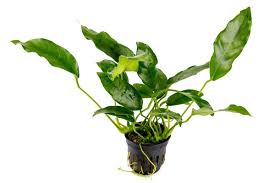 Anubias Barteri var short & sharp