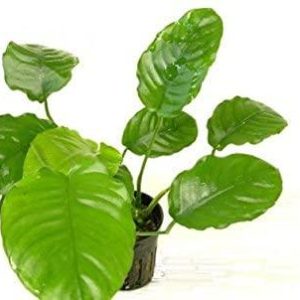 Anubias Barteri wrinkle leaf