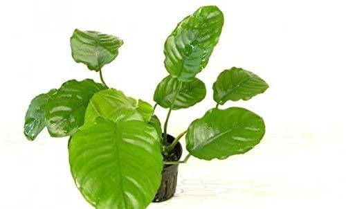 Anubias Barteri wrinkle leaf