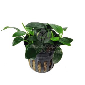 Anubias Nana Bonsai