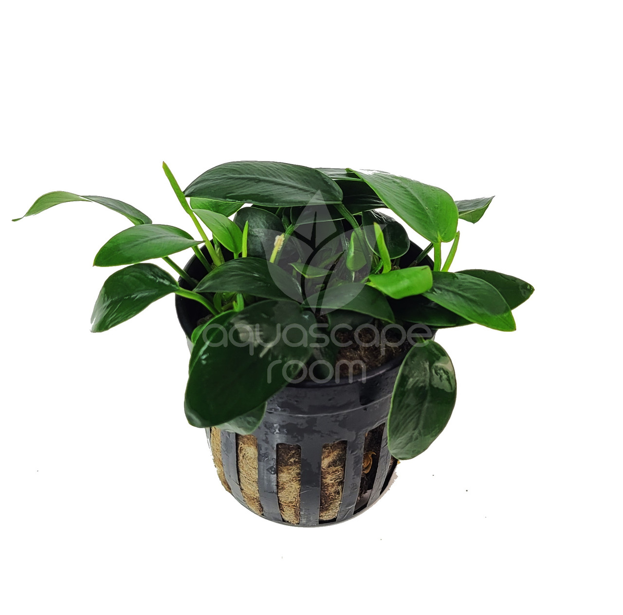 Anubias Nana Bonsai