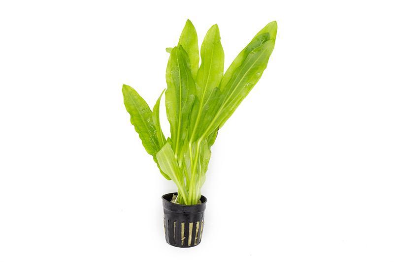 Echinodorus Major
