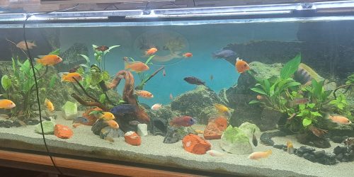 Veliki akvarij s miješanim mužjacima Aulonocara ciklida, 3D pozadinom i prirodnim uređenjem u ZooHistria salonu.