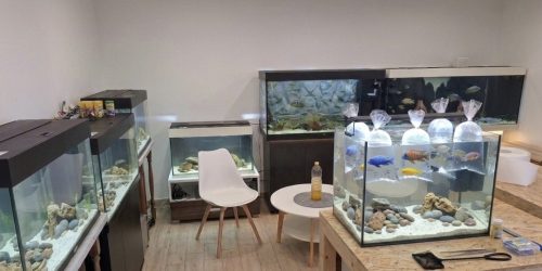 Proces aklimatizacije mužjaka Aulonocara ciklida u vrećicama unutar akvarija prije naseljavanja u ZooHistria uzgojnom centru.